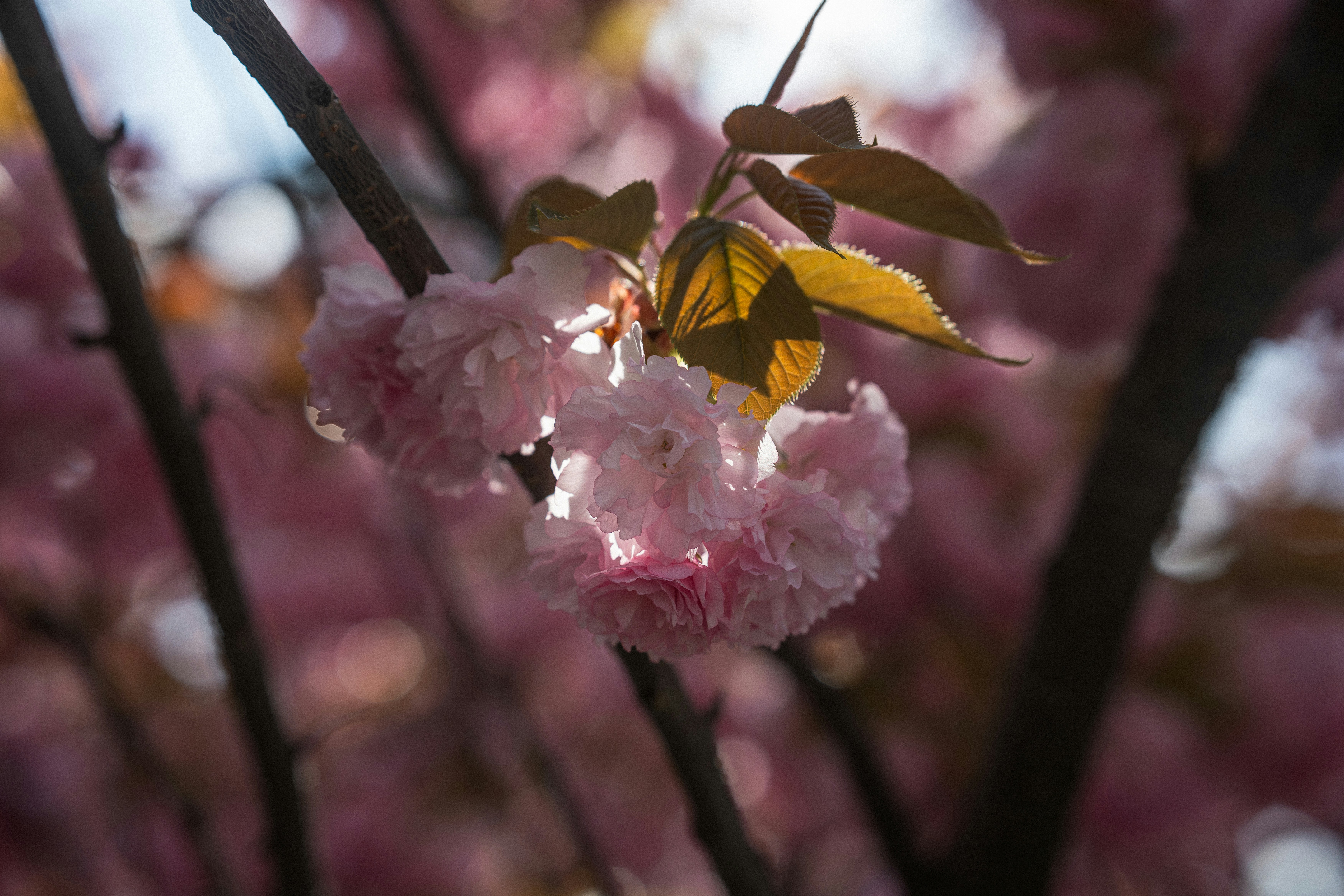 Photo by samoyedness