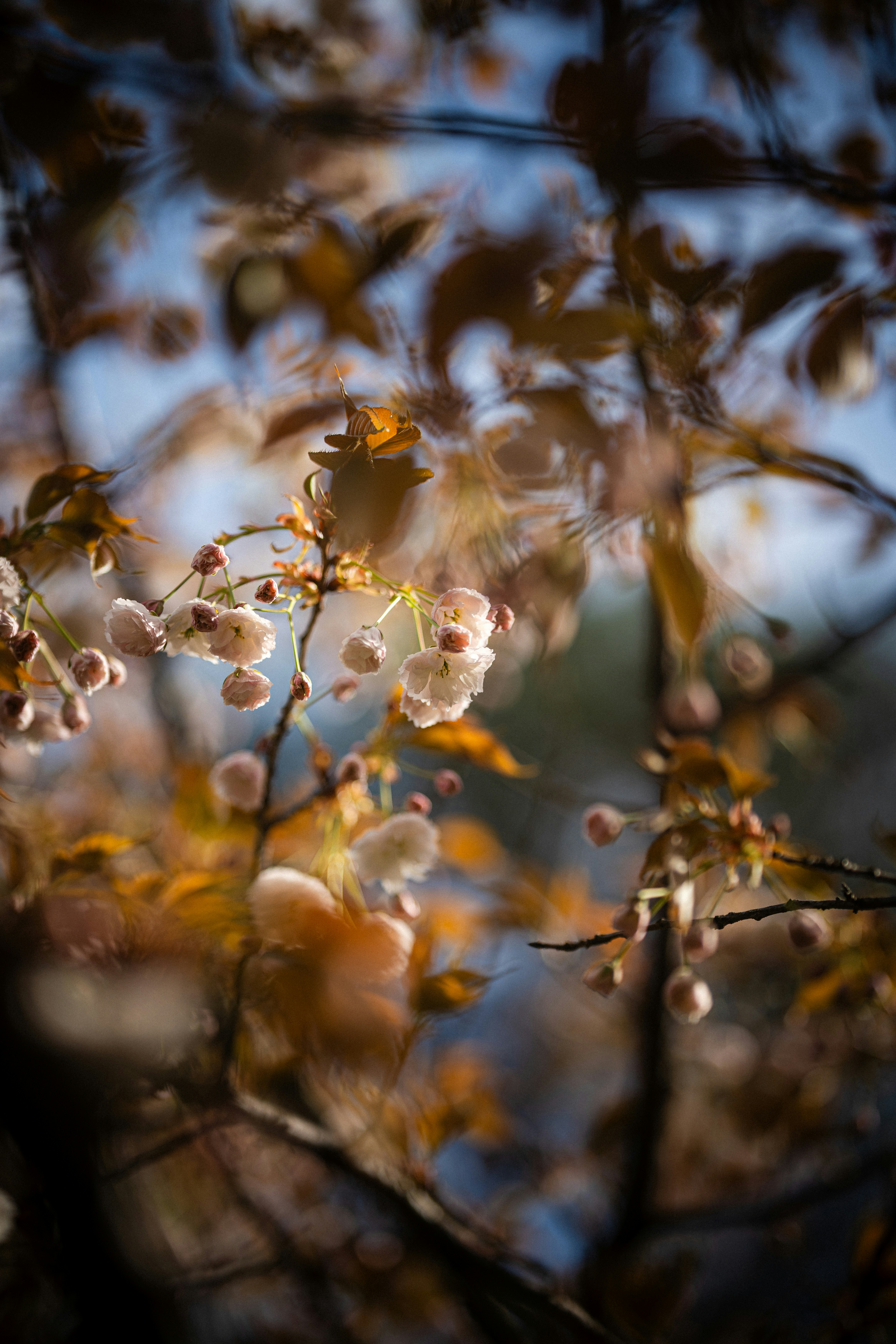 Photo by samoyedness