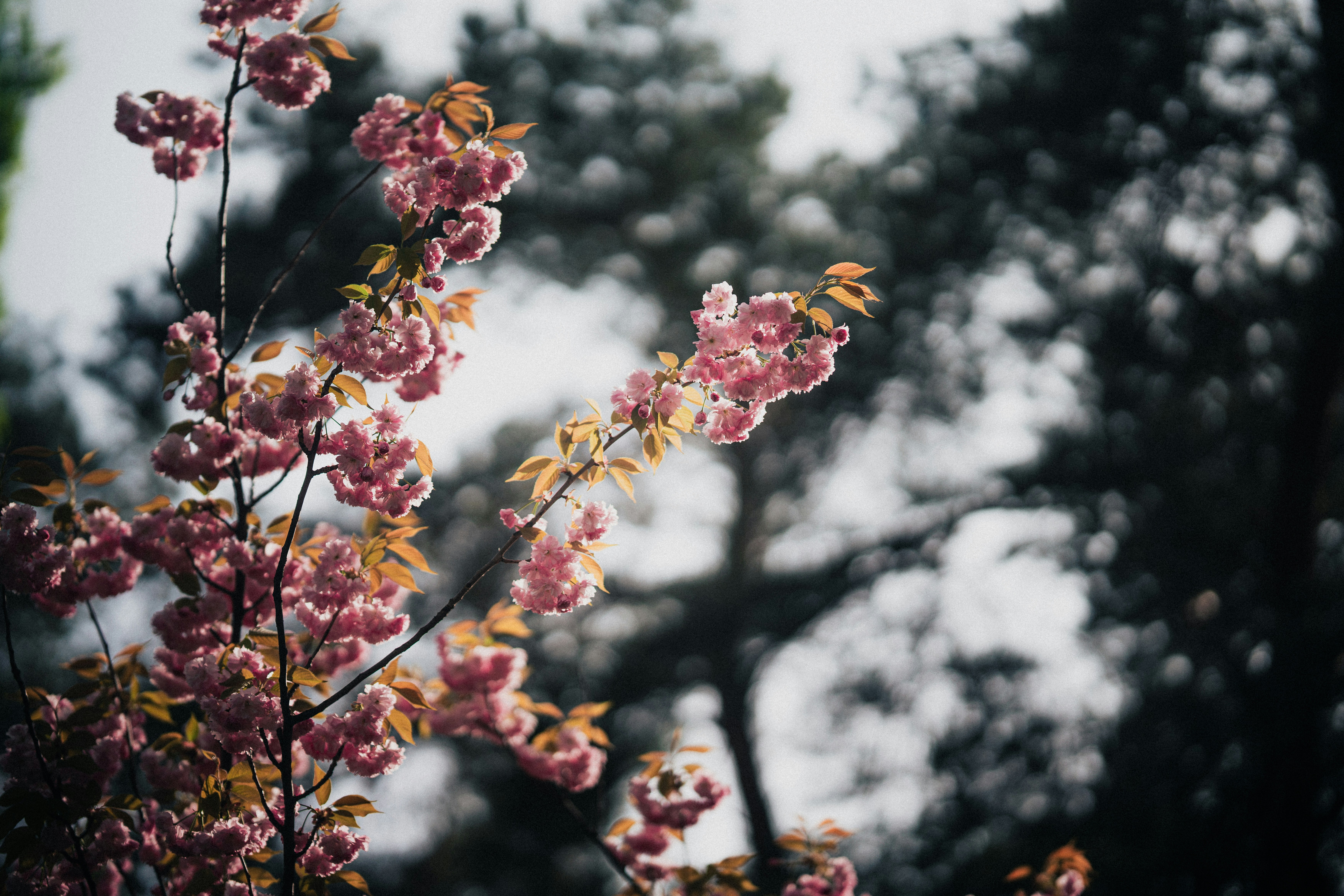 Photo by samoyedness