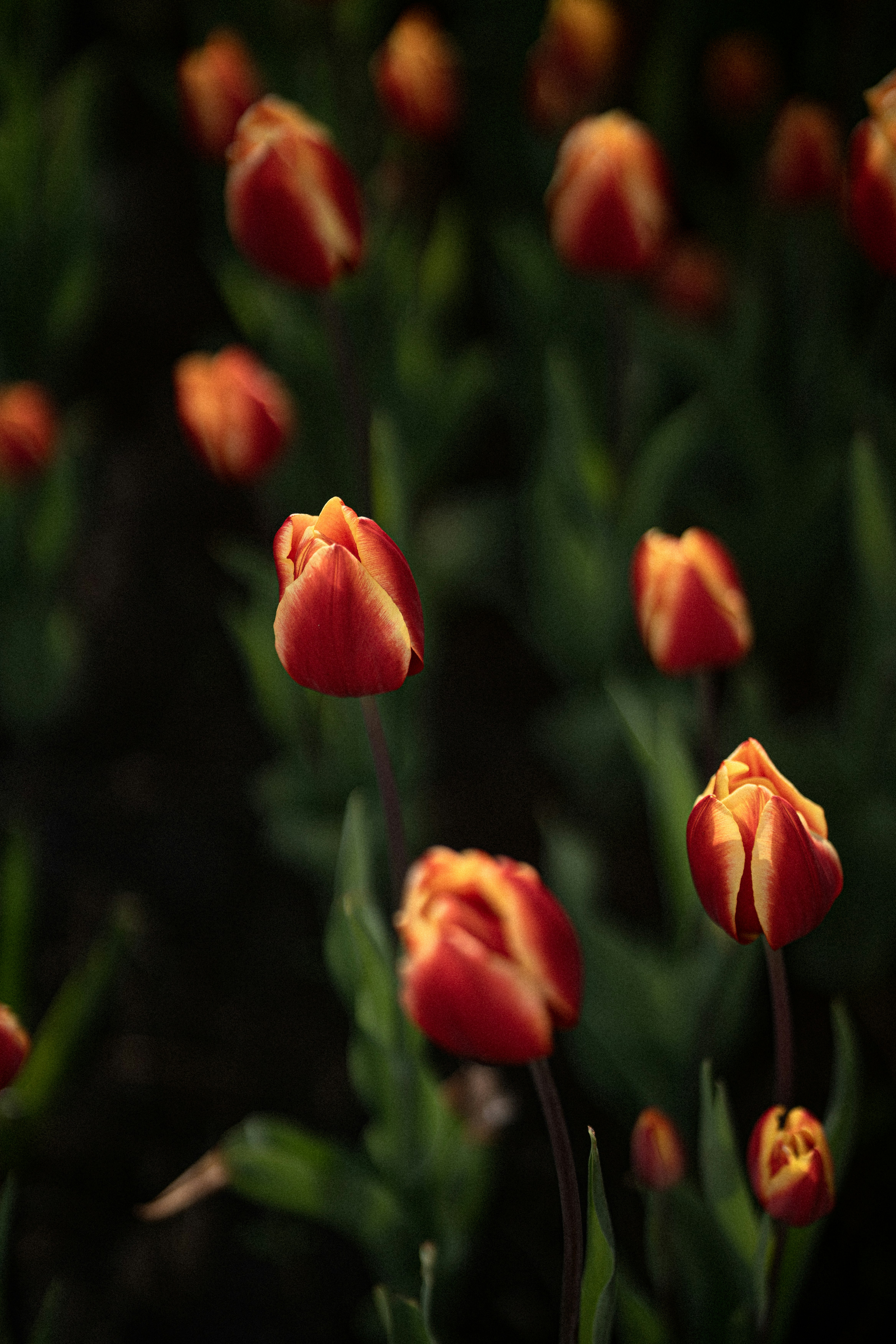 Photo by samoyedness