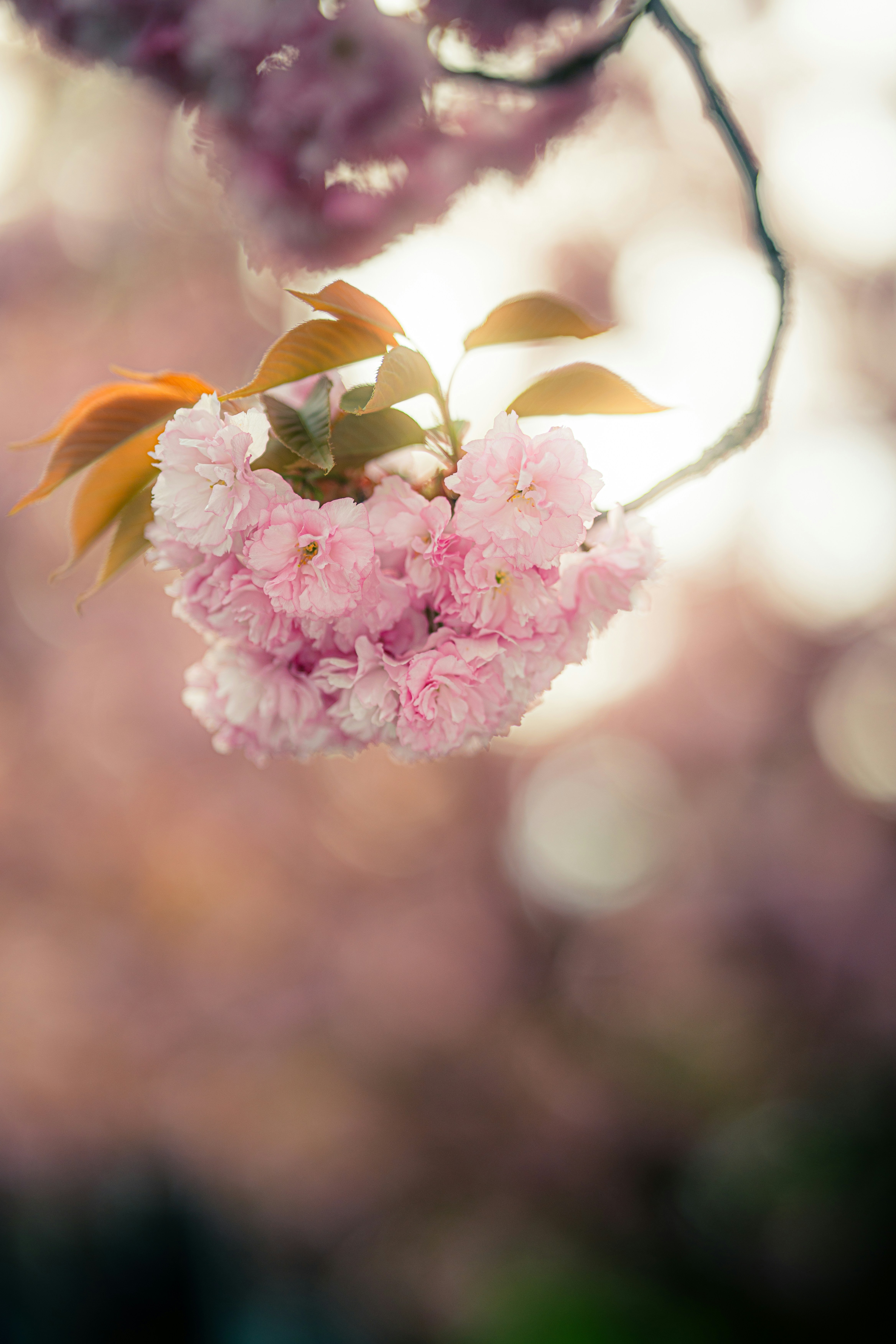 Photo by samoyedness