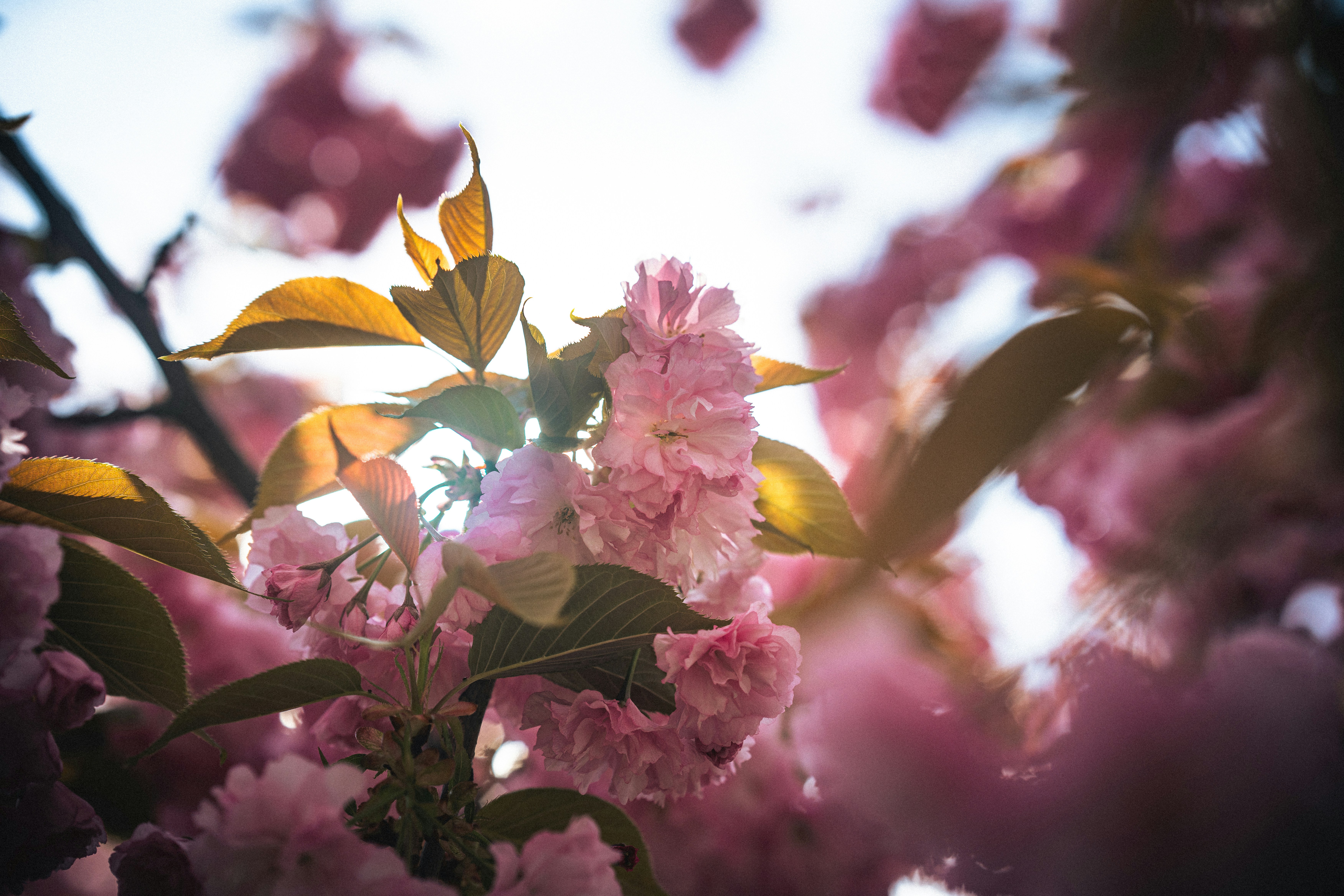 Photo by samoyedness