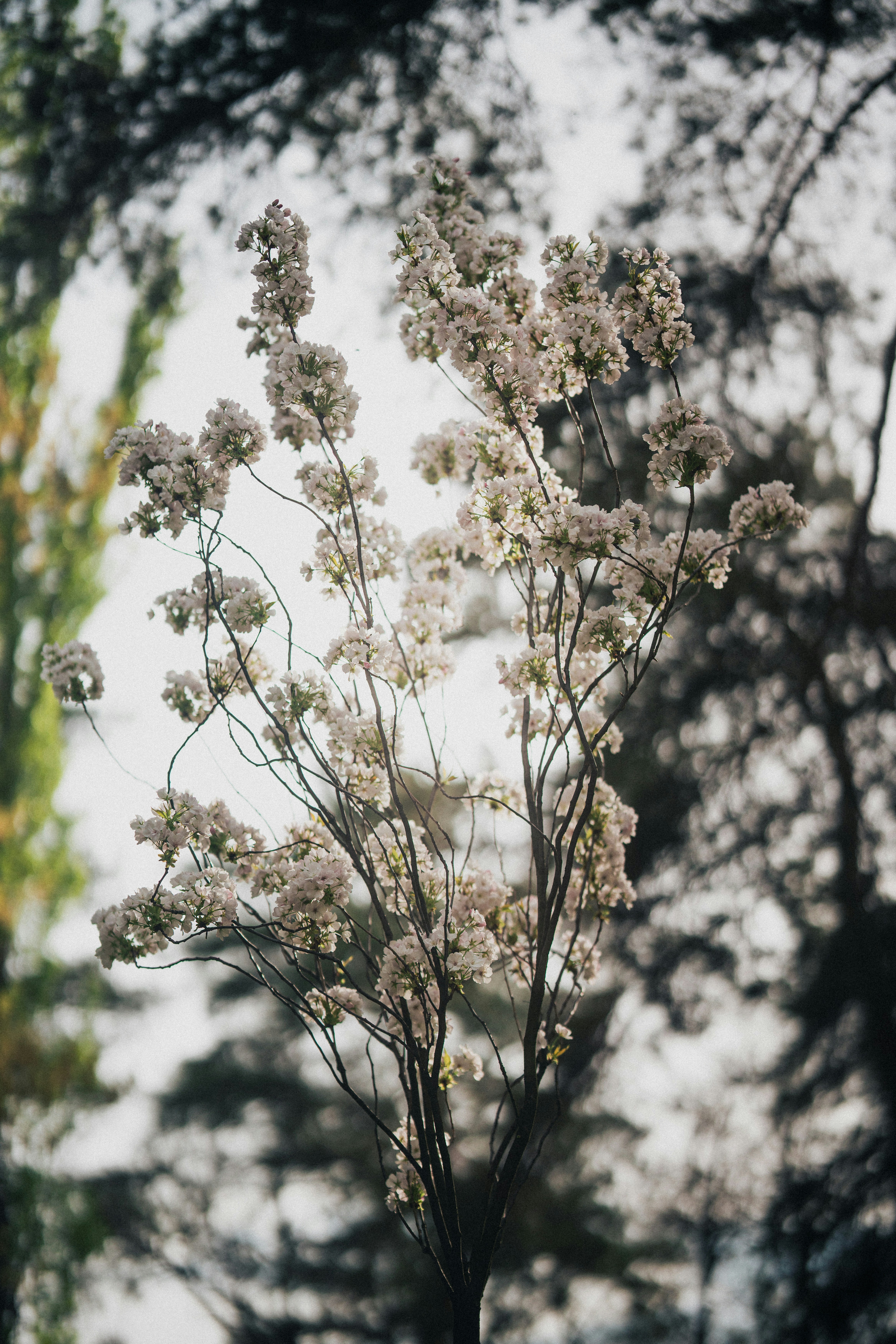 Photo by samoyedness