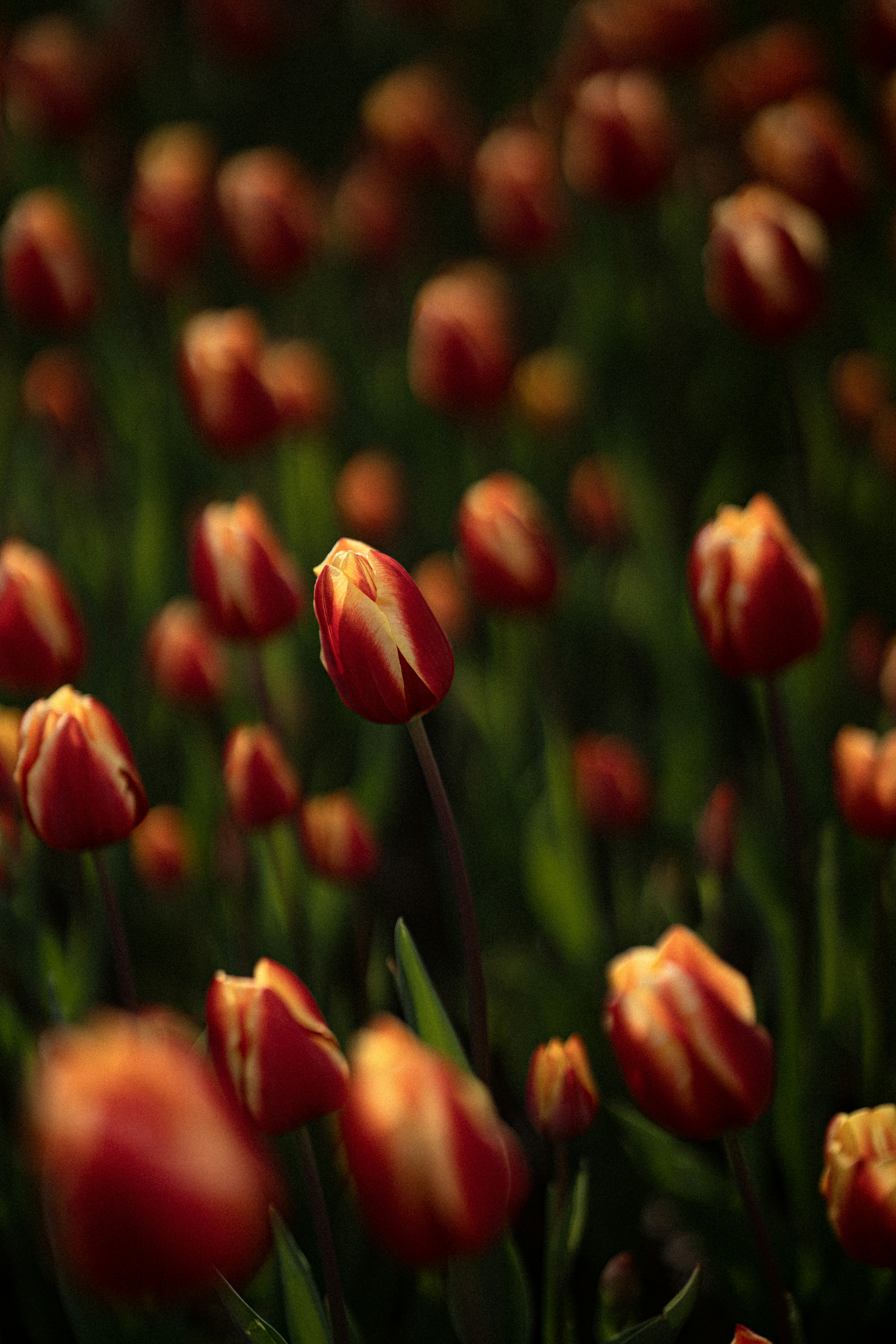 Photo by samoyedness