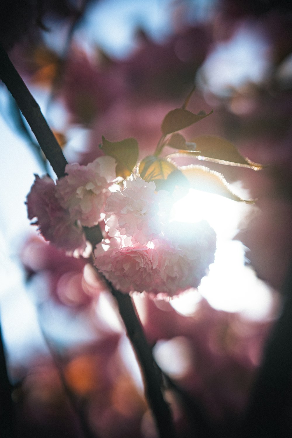 a close up of a flower on a tree