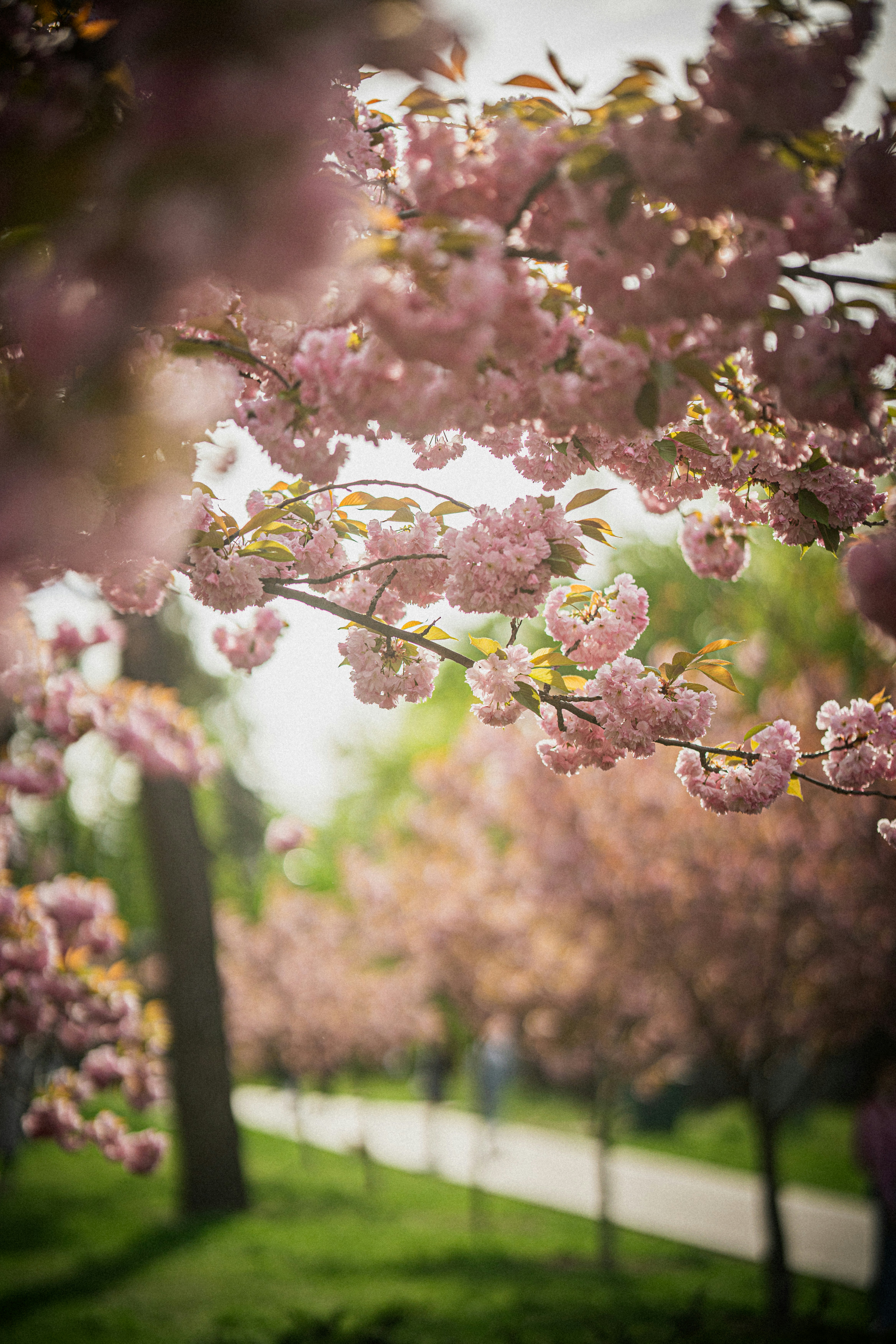 Photo by samoyedness