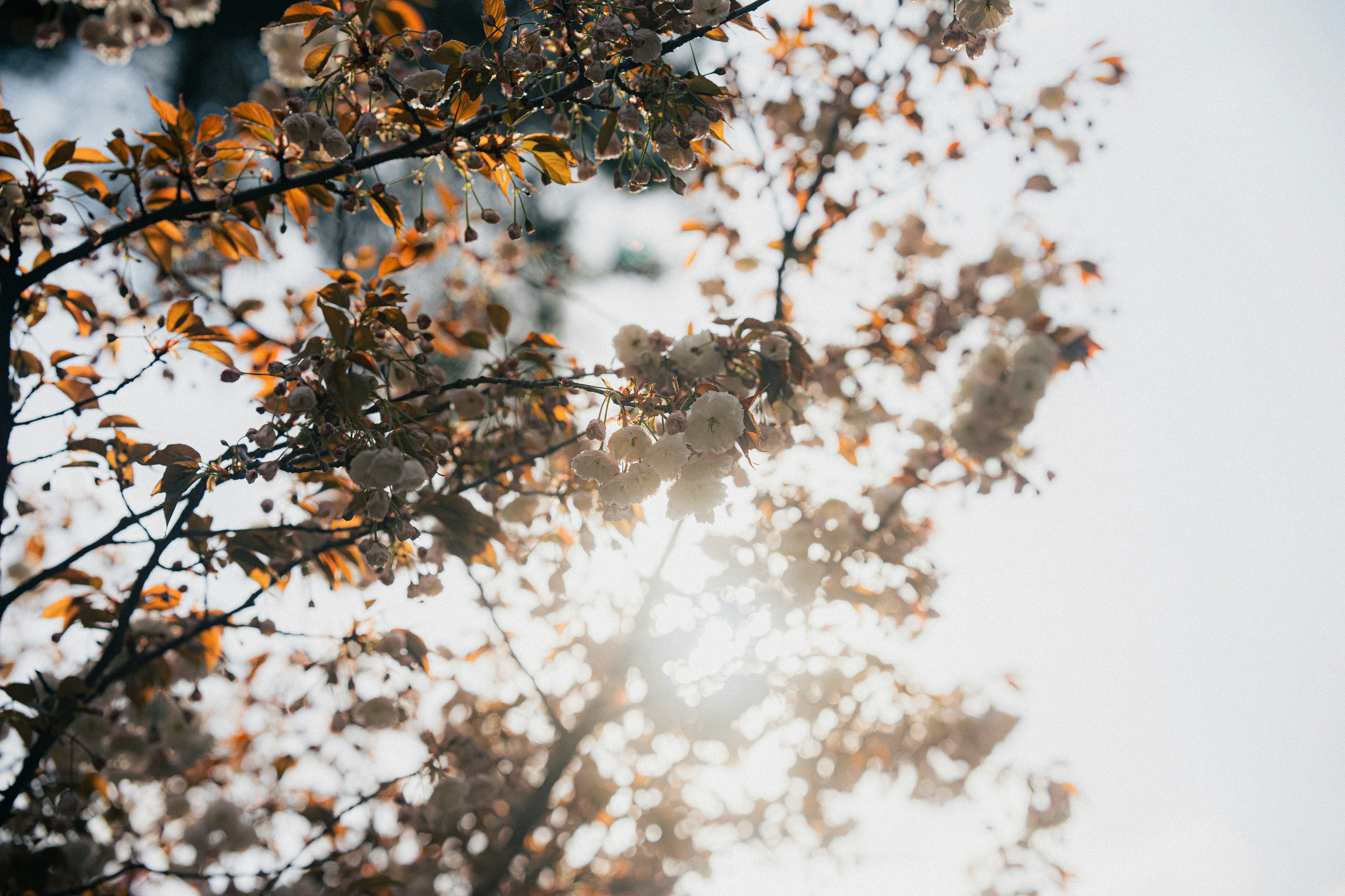 Photo by samoyedness