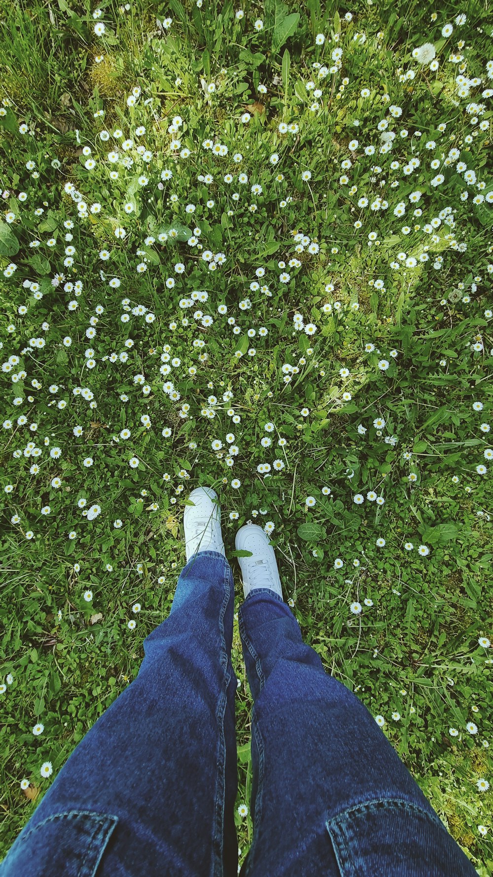 a person standing in the middle of a field of flowers