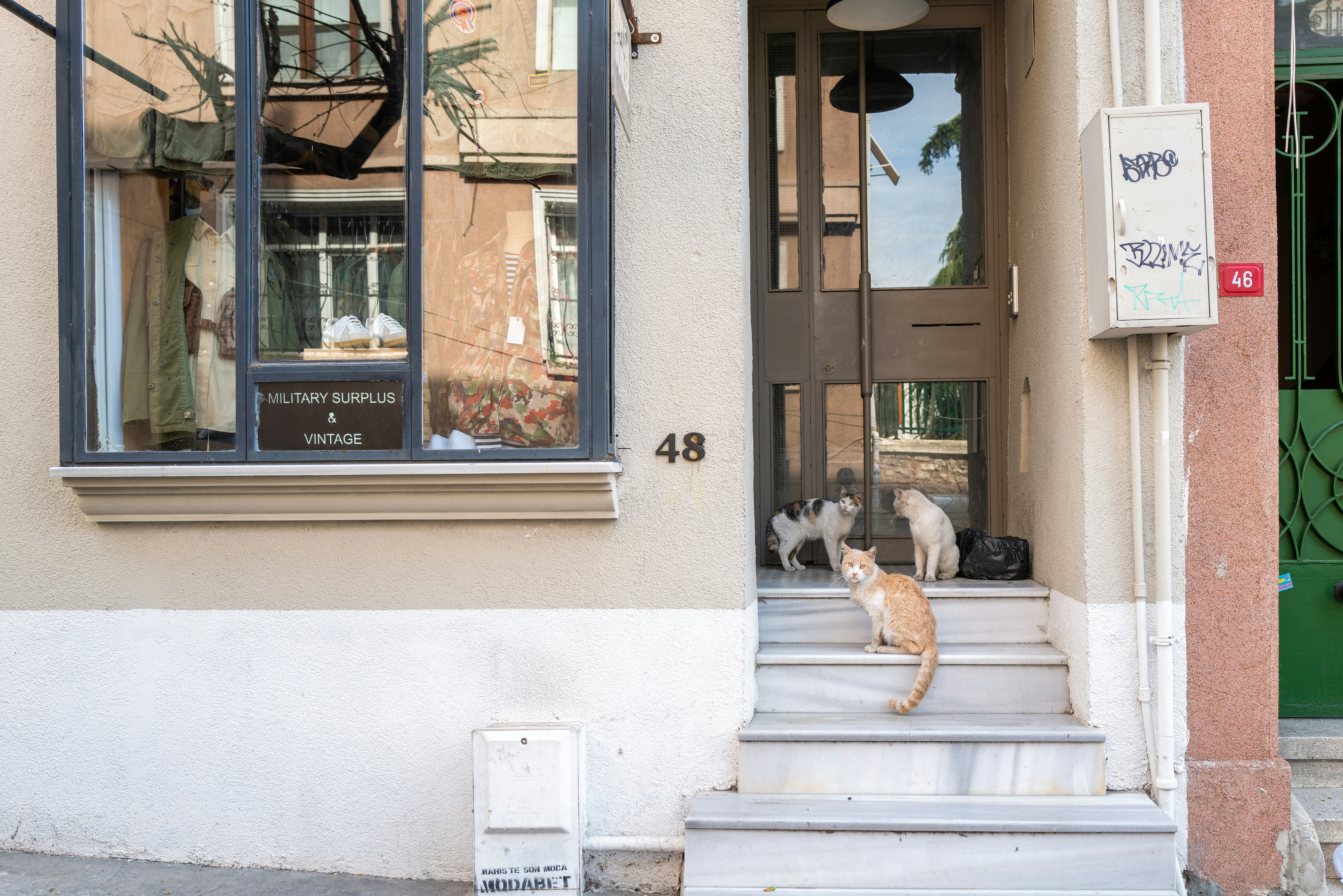two cats sitting on the steps of a building