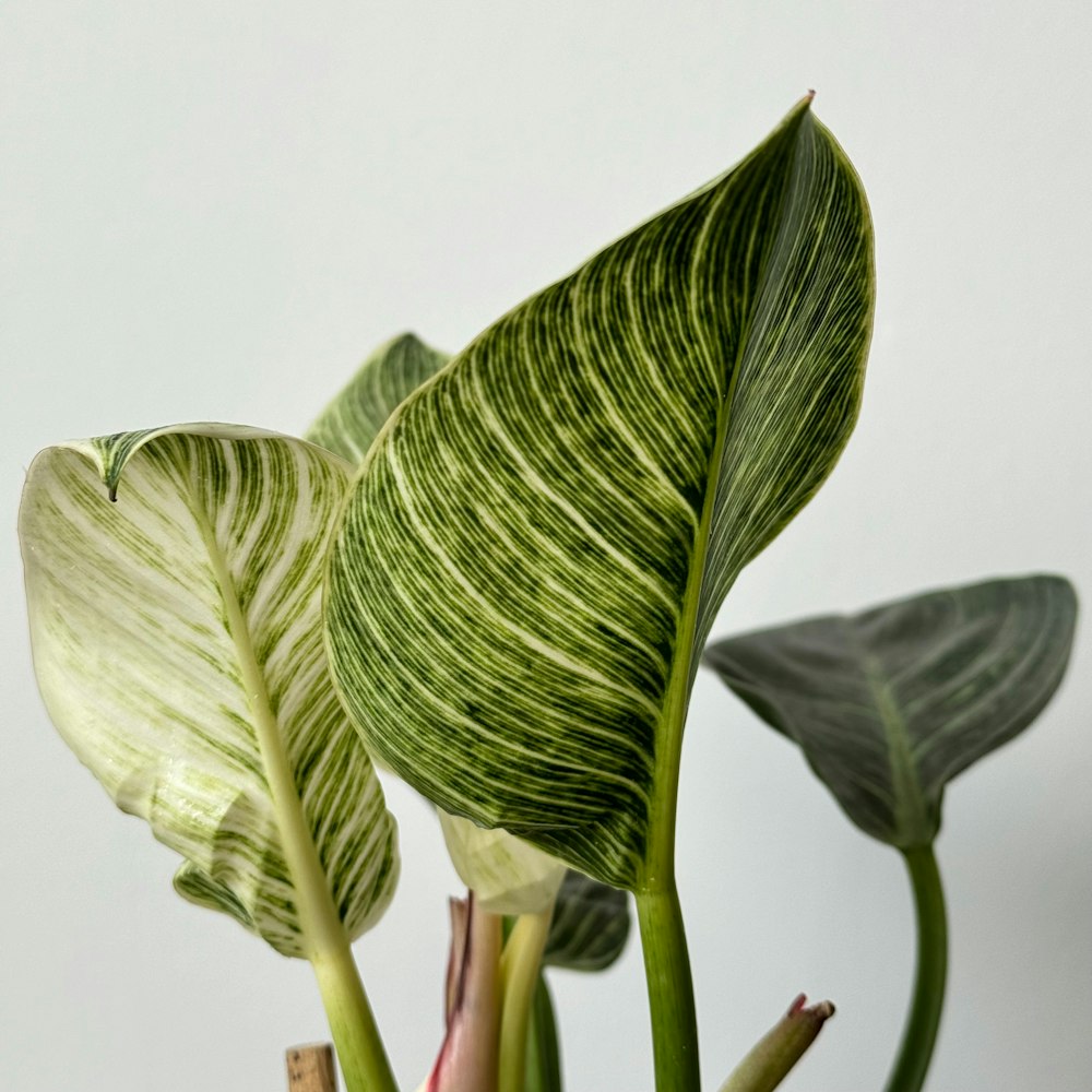 a close up of a plant with green leaves