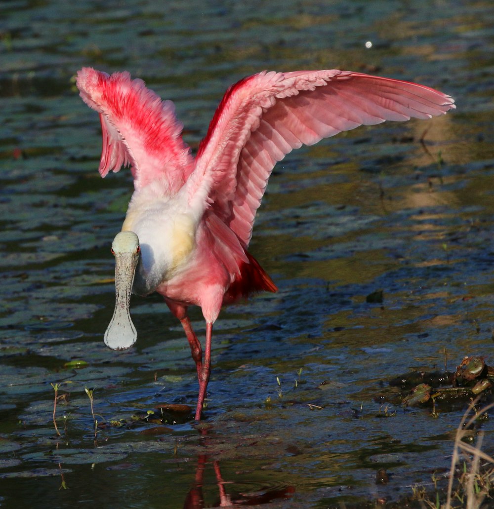 口に魚をくわえたピンクと白の鳥