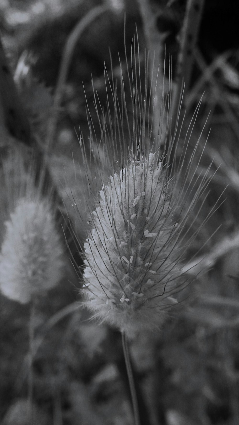 a black and white photo of a dandelion