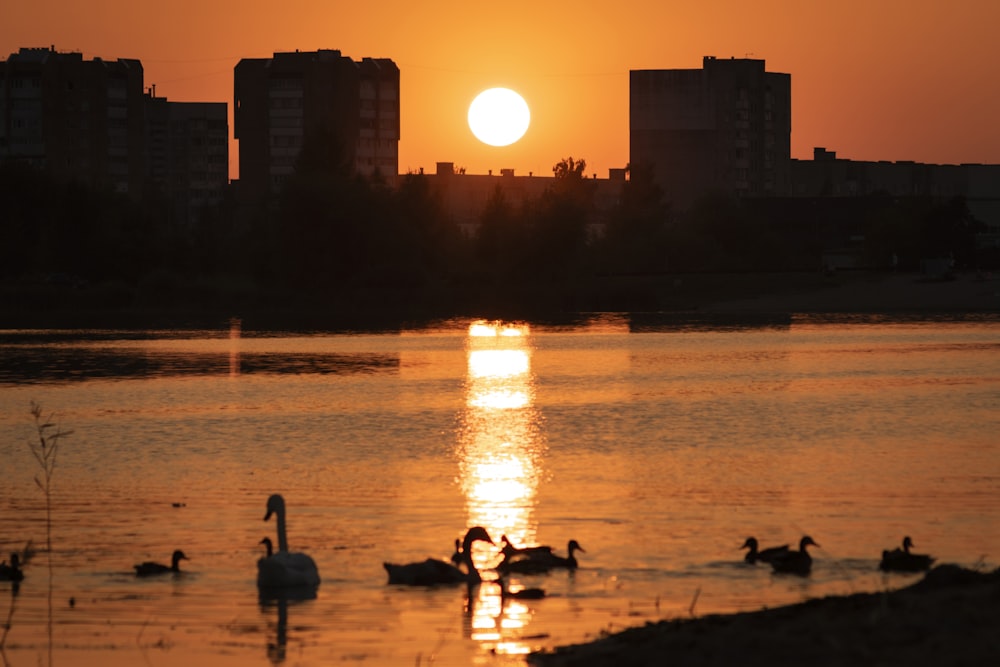 a group of ducks swimming in a lake at sunset