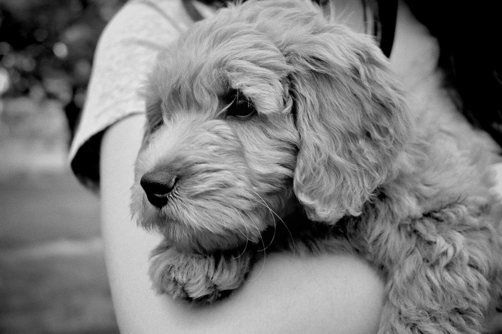 a person holding a dog in their arms