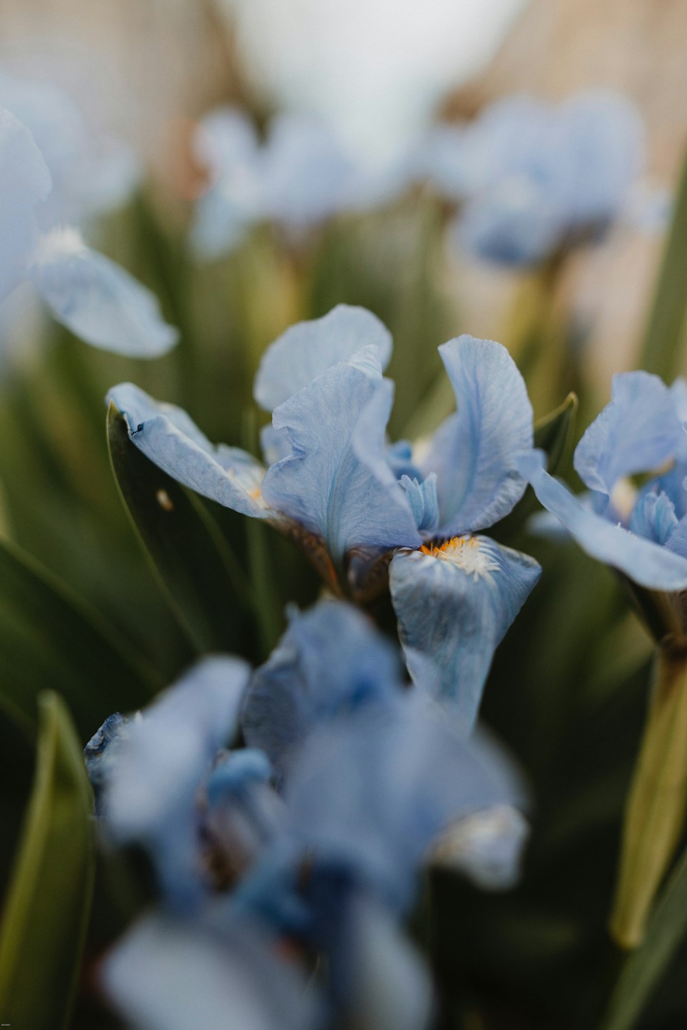 a bunch of blue flowers that are in the grass