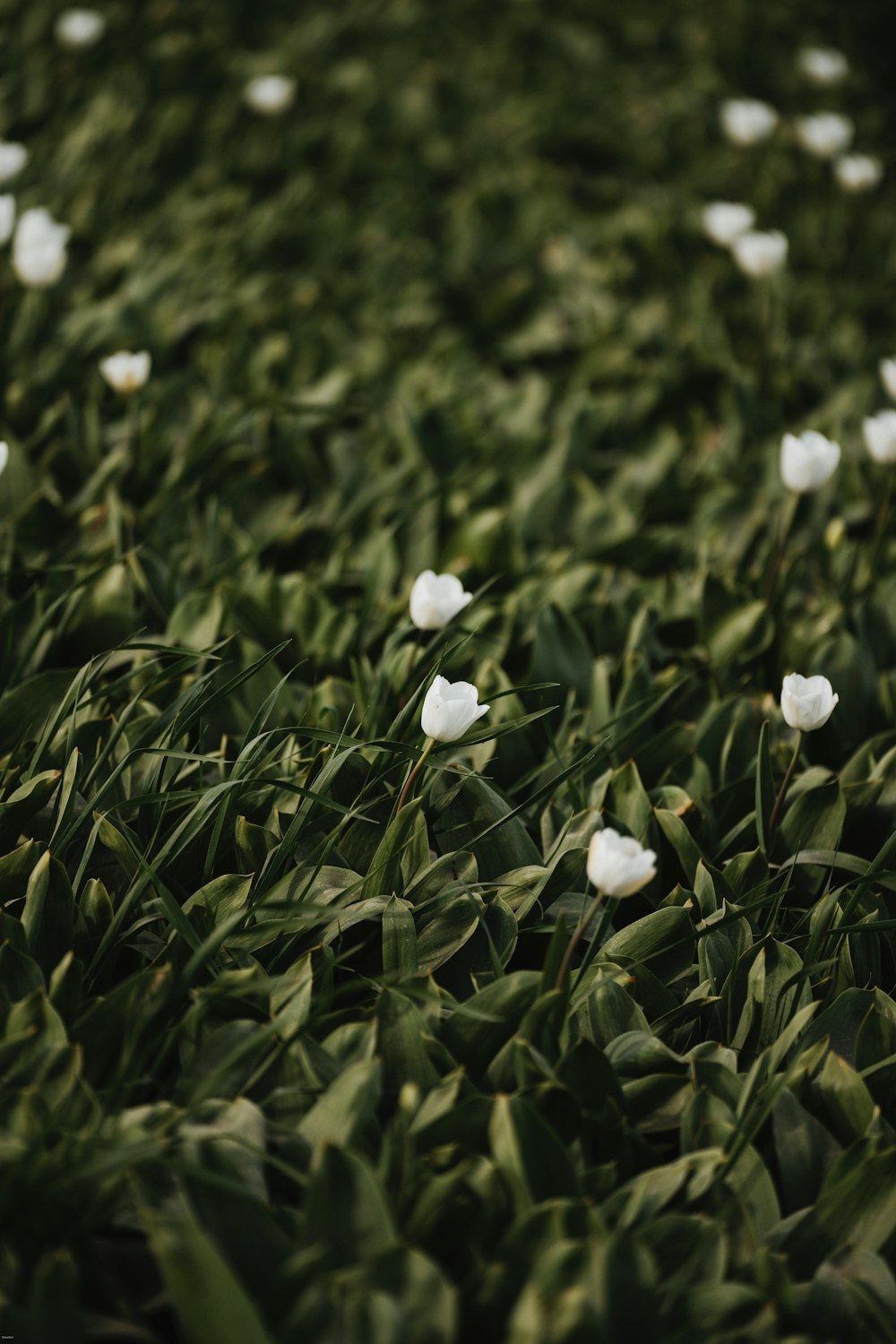 a field of white flowers in the grass