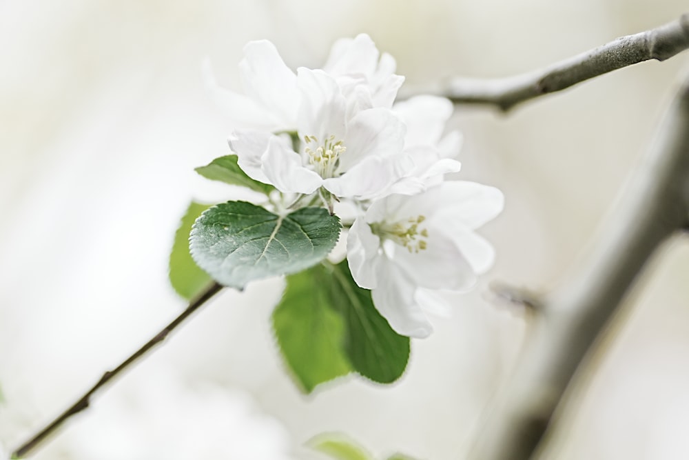 흰 꽃과 녹색 잎이 있는 가지