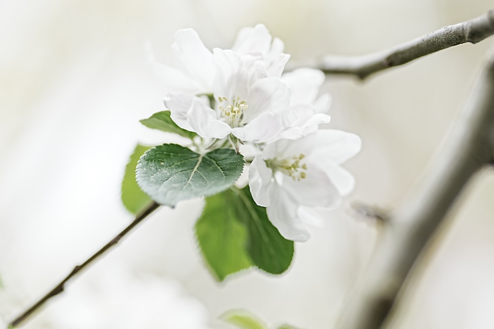 a branch with white flowers and green leaves