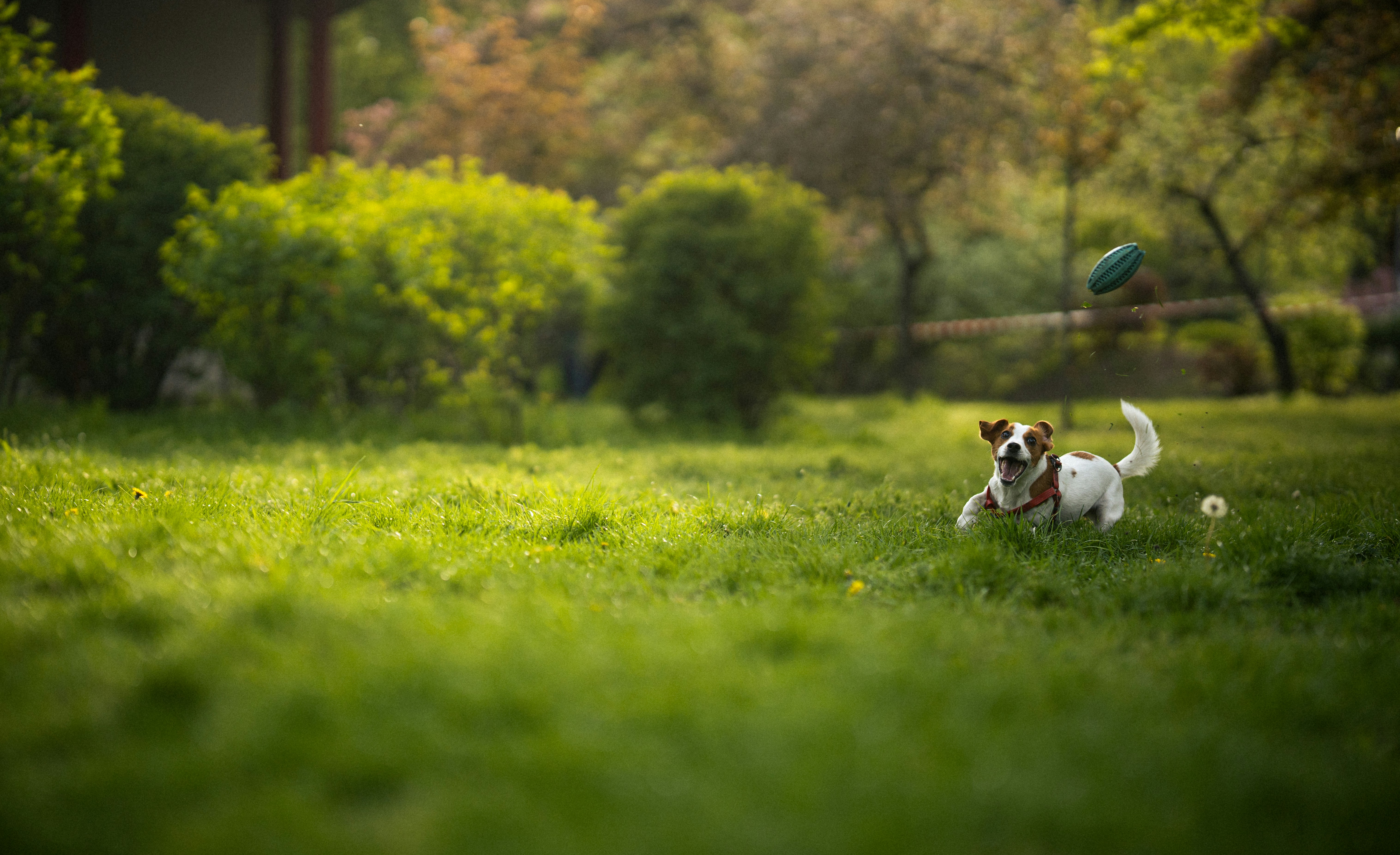 Photo by samoyedness