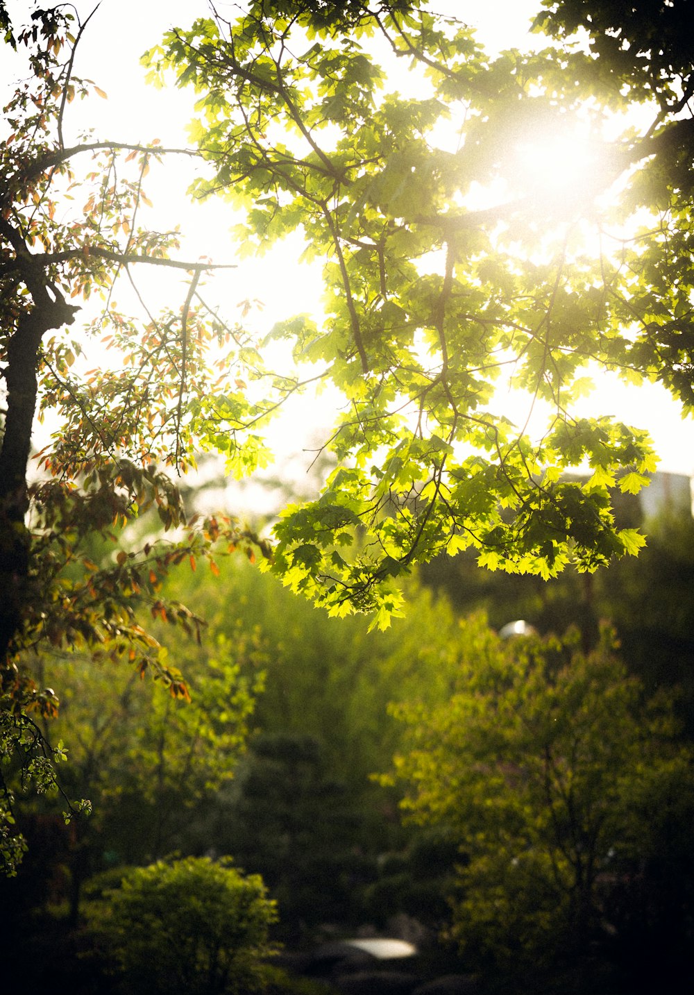 the sun shines through the leaves of a tree