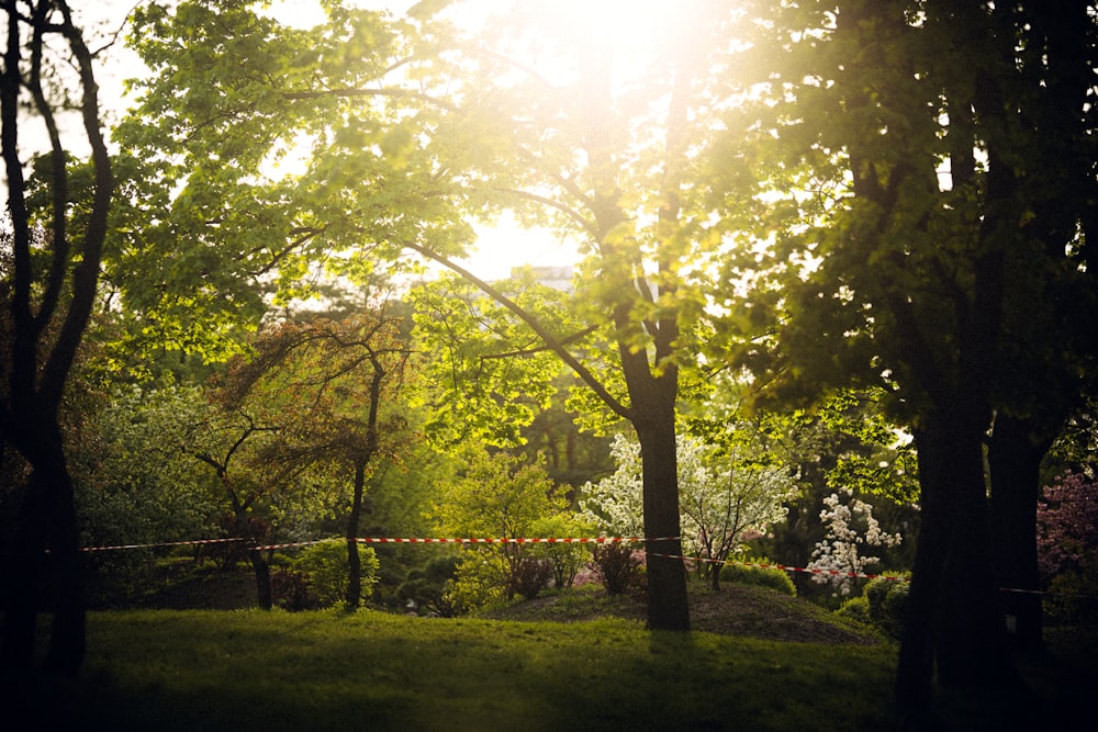 the sun is shining through the trees in the park