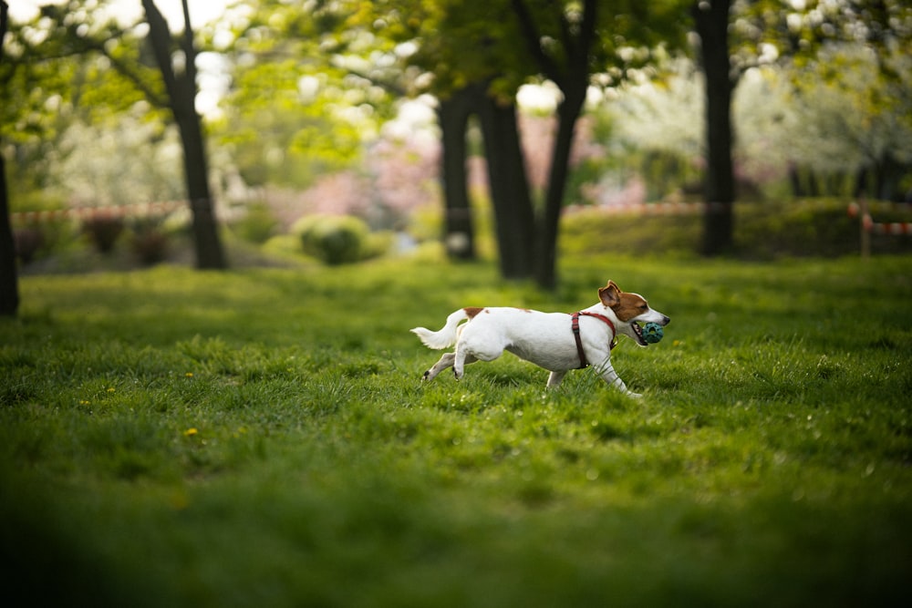 a dog running through the grass with a frisbee in its mouth