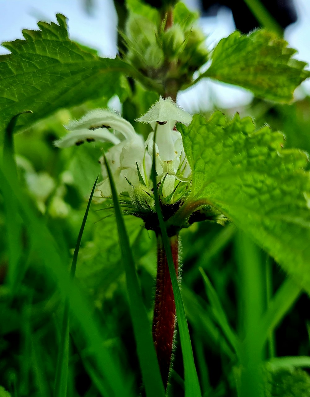 a close up of a flower on a plant