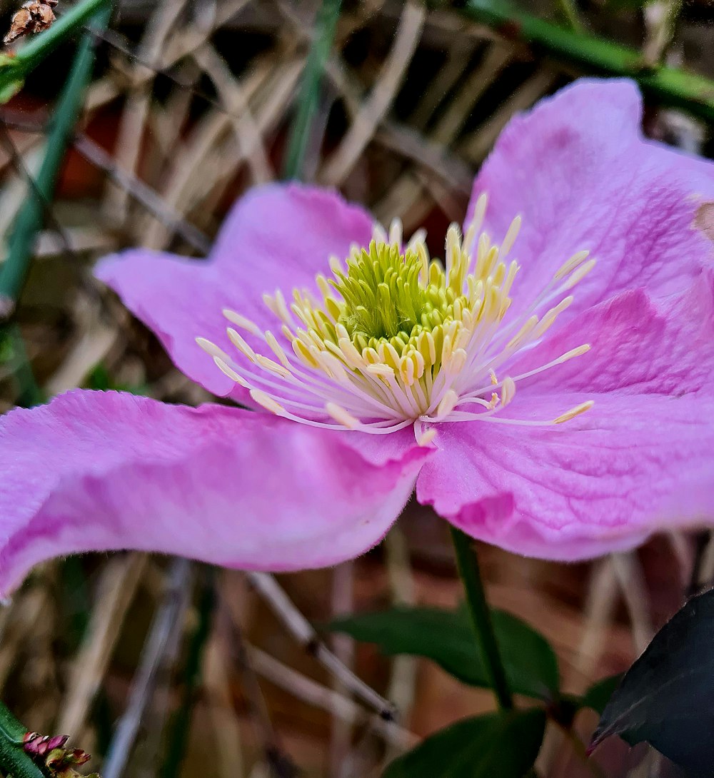 a close up of a pink flower on a plant