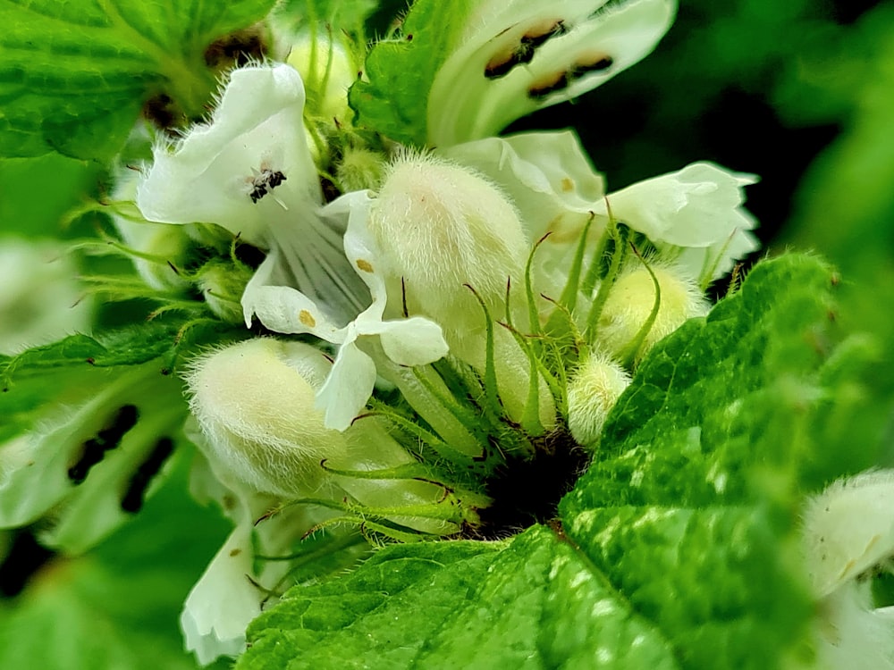 a close up of a white flower with green leaves