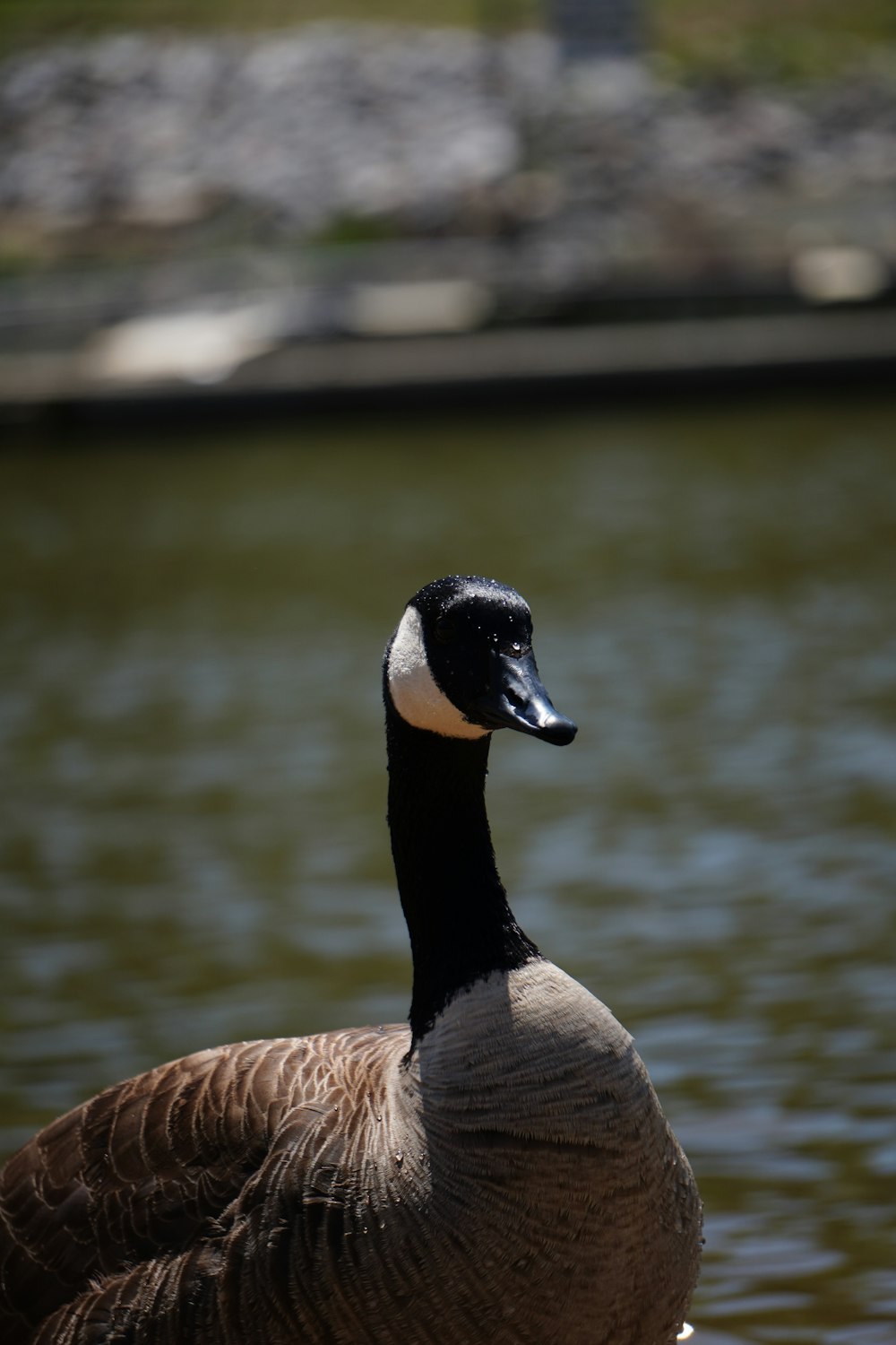 a black and white duck standing in the water