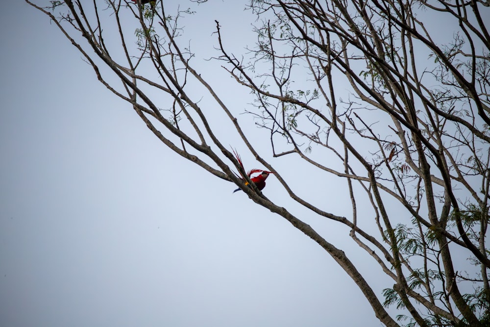 um pássaro está empoleirado em um galho de árvore