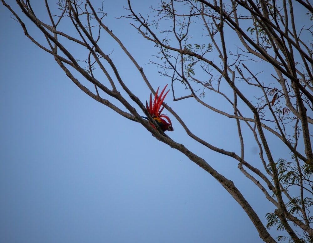 a red bird sitting on top of a tree branch