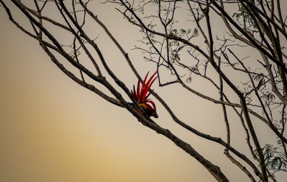 un uccello rosso appollaiato in cima al ramo di un albero