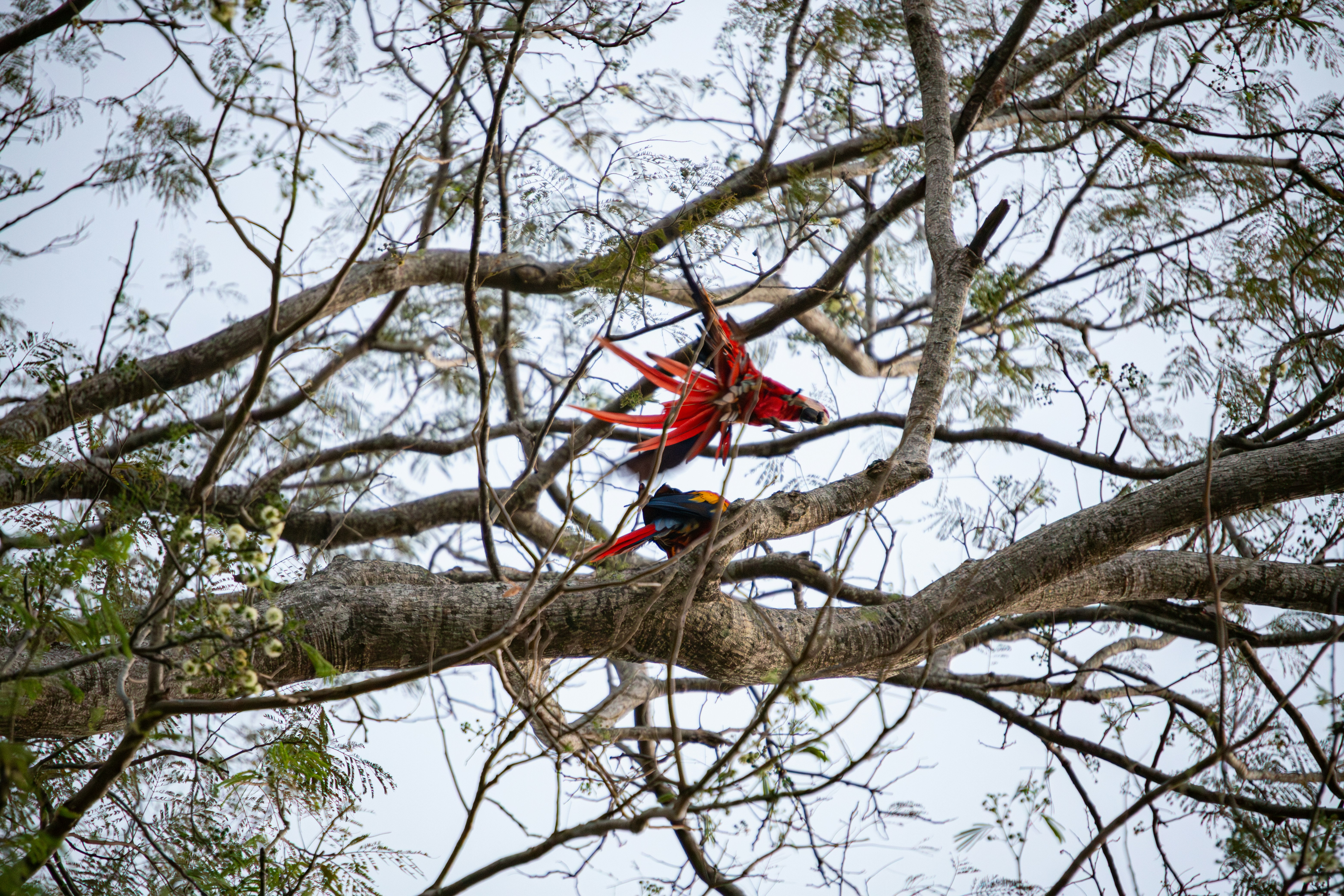 a couple of people are in a tree