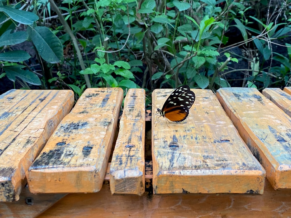 a butterfly sitting on top of a wooden bench