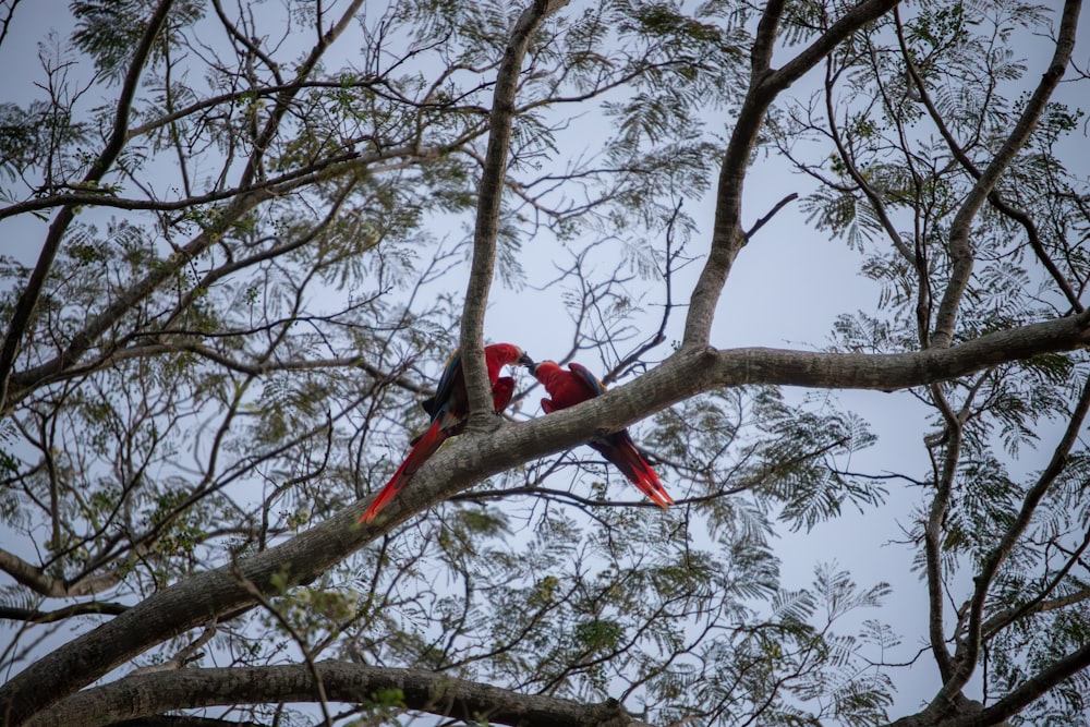 two red birds sitting on top of a tree branch