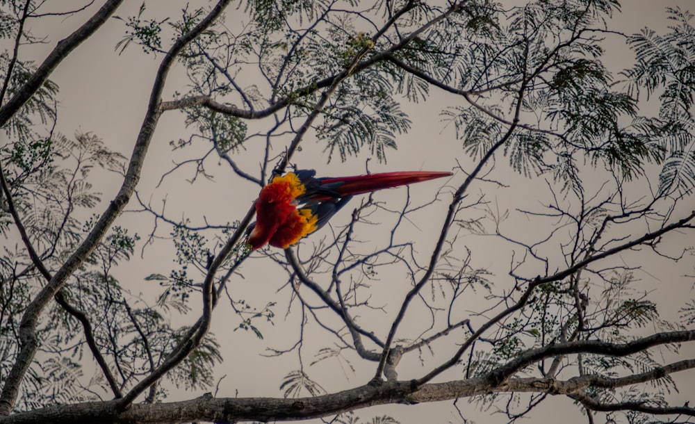 나뭇가지 위에 앉아있는 형형색색의 새