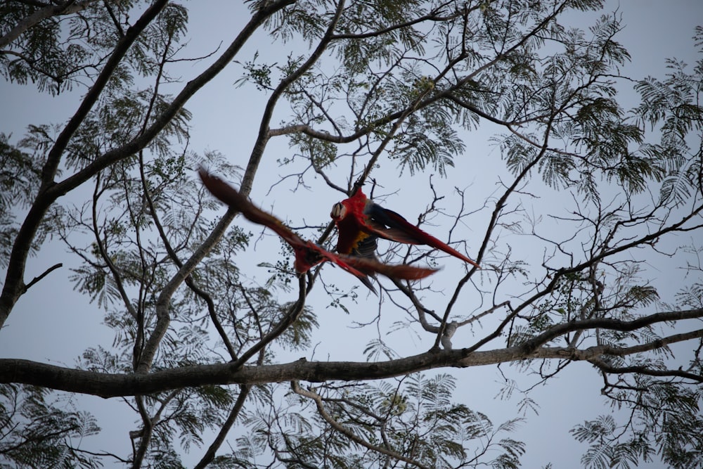 a bird sitting on top of a tree branch