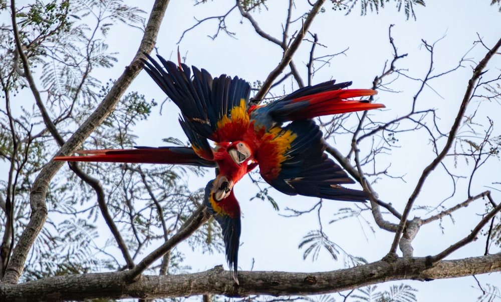 two colorful parrots sitting on top of a tree branch