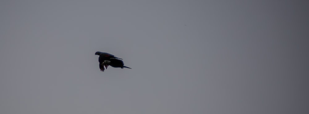 un grande uccello che vola attraverso un cielo grigio