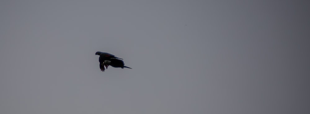 a large bird flying through a gray sky