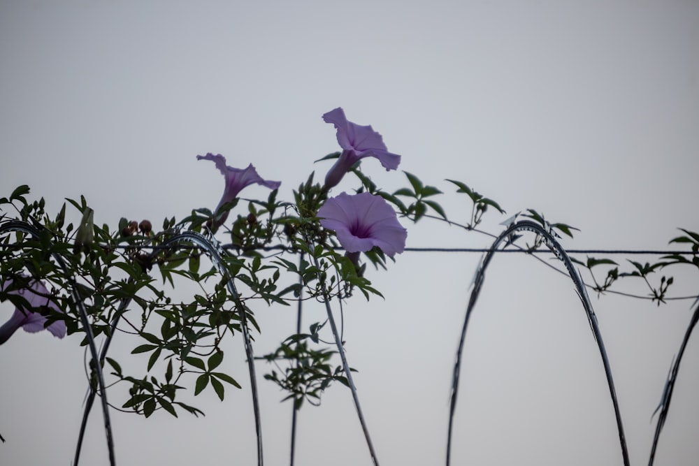 Des fleurs violettes poussent sur une clôture en fil de fer