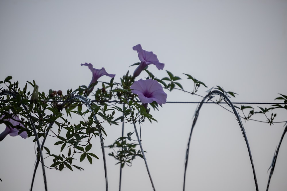 Las flores moradas crecen en una cerca de alambre