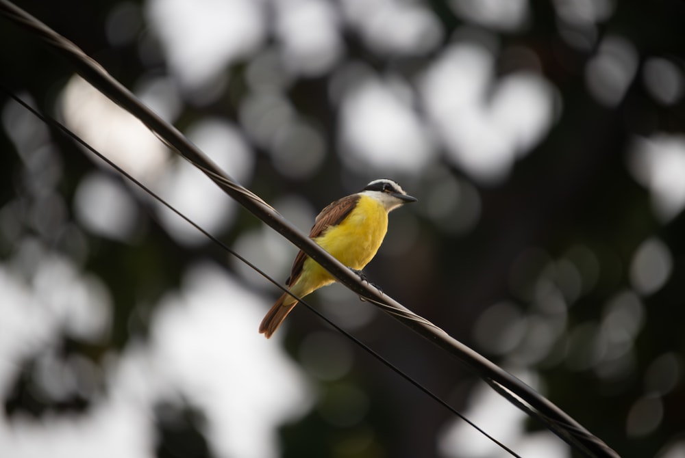 un uccellino giallo seduto su un filo