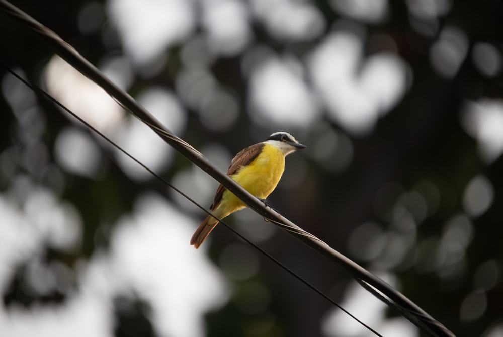 a small yellow bird sitting on a wire