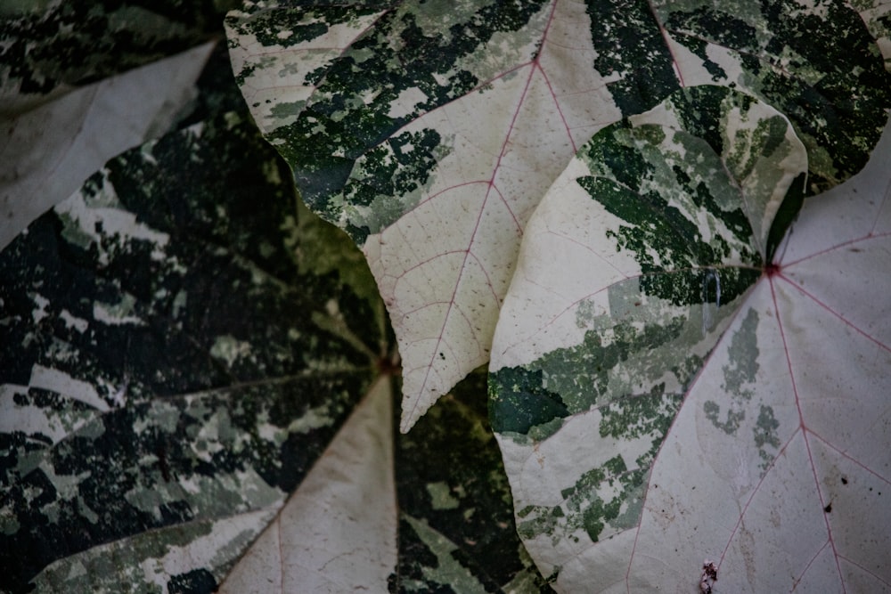 a close up of a green and white leaf