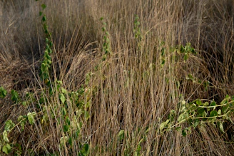 field with grass and weeds.