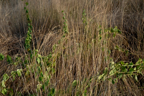 field with grass and weeds.