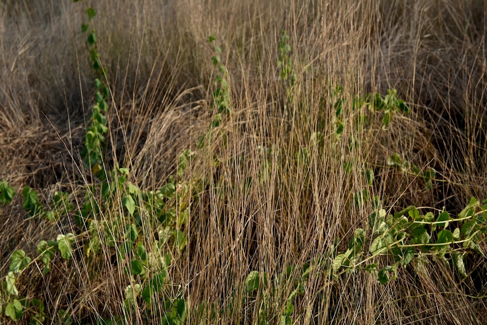 a bird is standing in the tall grass