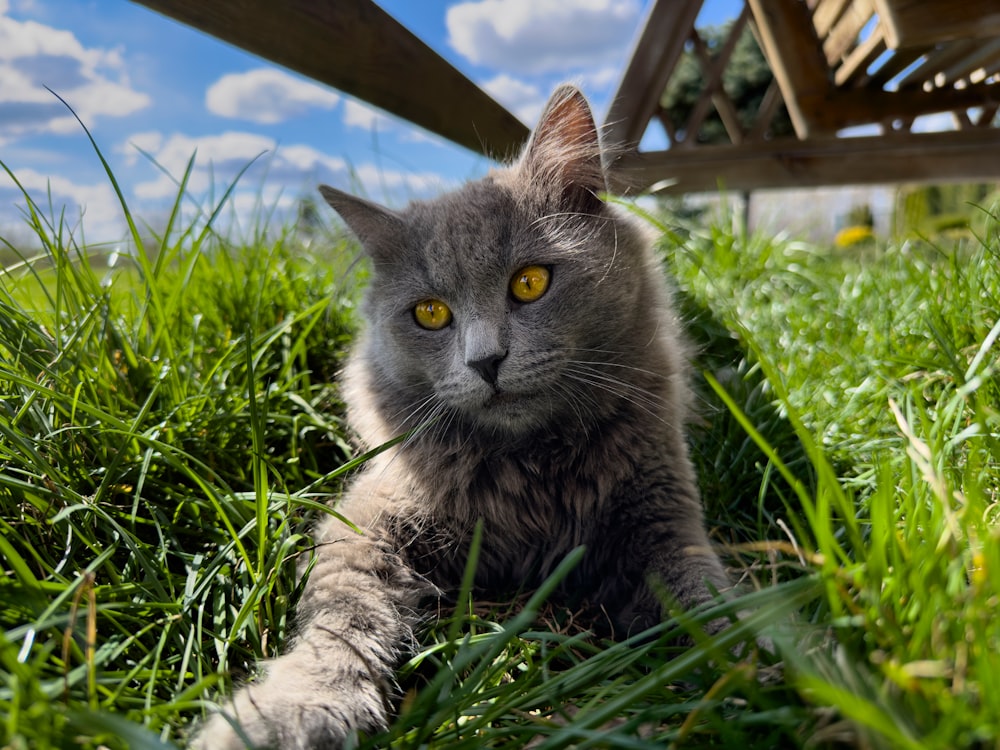 a gray cat laying in the grass next to a bench